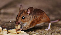 24 Hour & Emergency Exterminators in Breezy Corner, PA